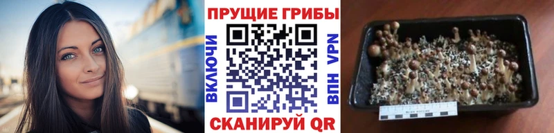 Псилоцибиновые грибы GOLDEN TEACHER  Купить закладки  Дмитриев 
